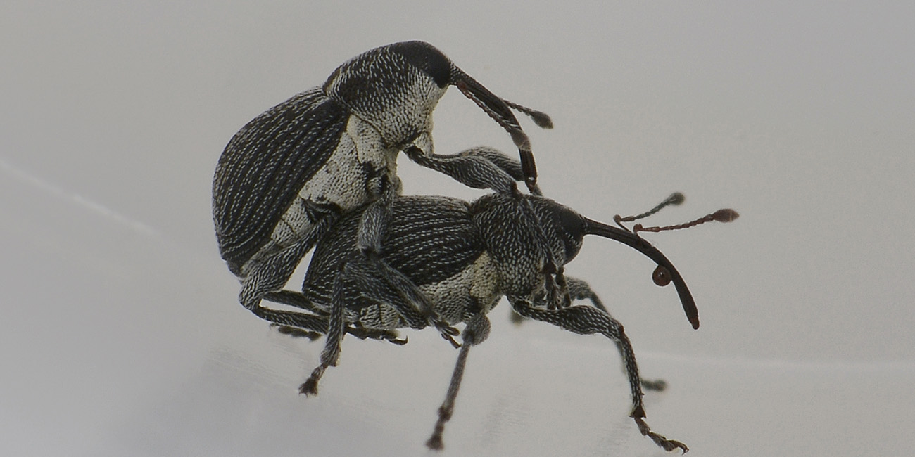 Coppia di Curculio da id. - Archarius salicivorus